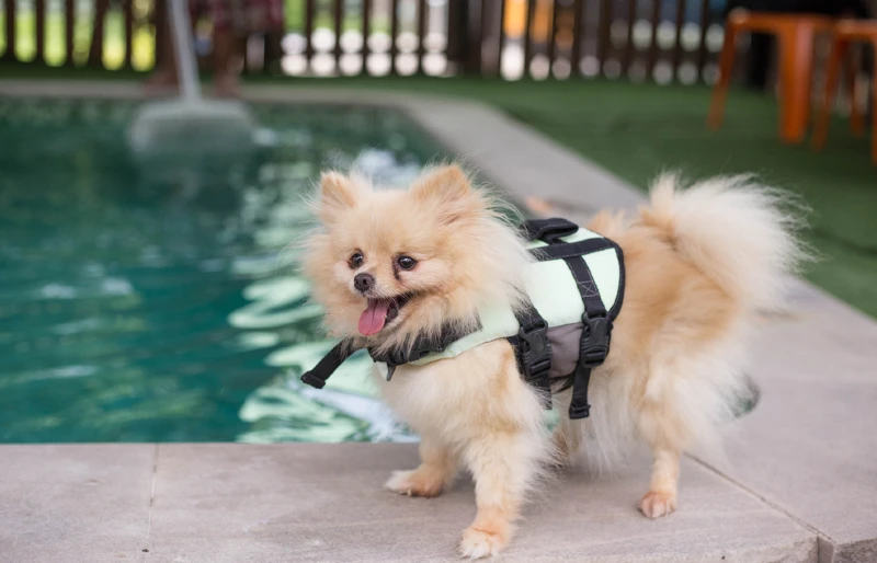 pomeranian dog with a life jacket near a pool