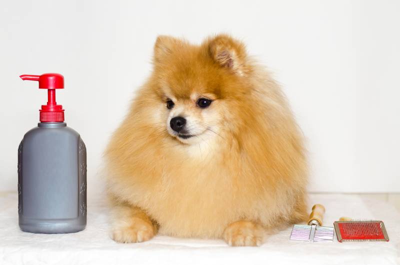 pomeranian dog with grooming bottle on the side
