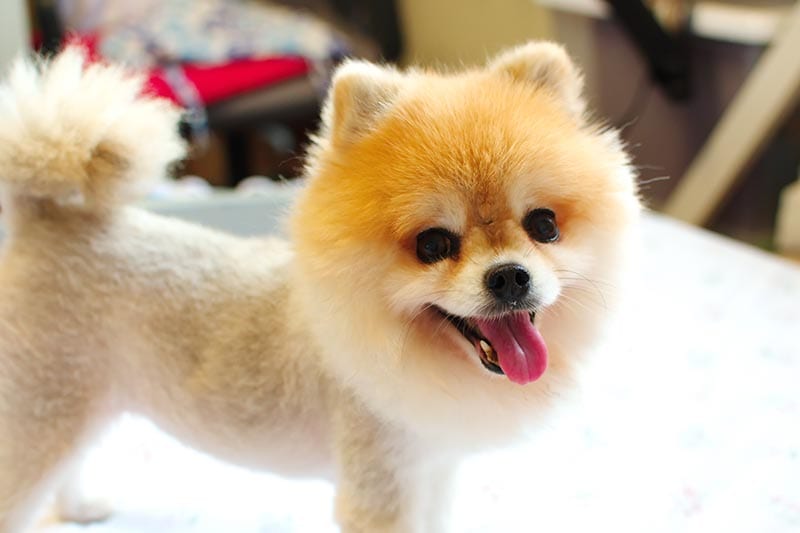 pomeranian dog with short hair at body