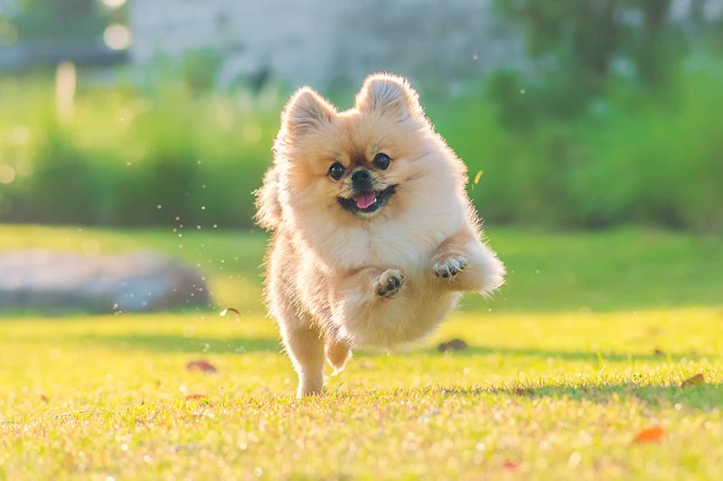 pomeranian puppy running