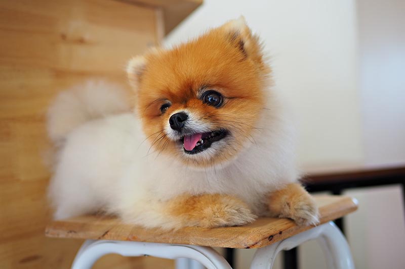 bir sandalyede oturan pomeranian köpek yavrusu