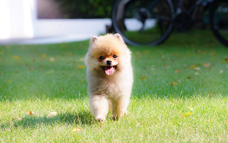 cachorro pomerania caminando en la hierba