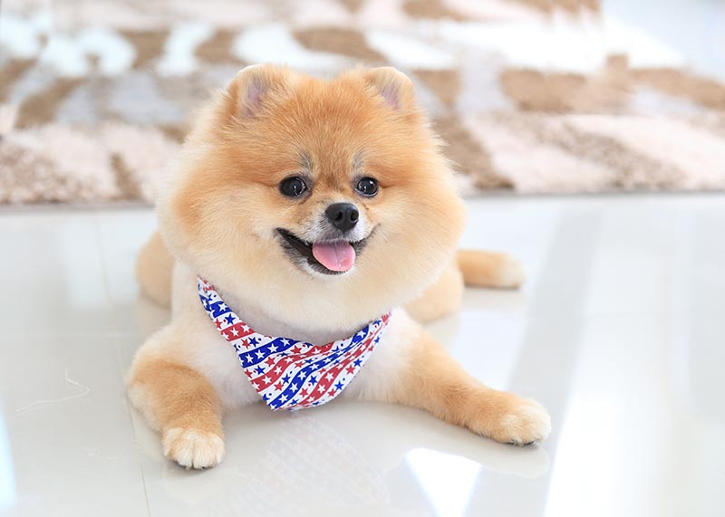 pomeranian puppy with bandana