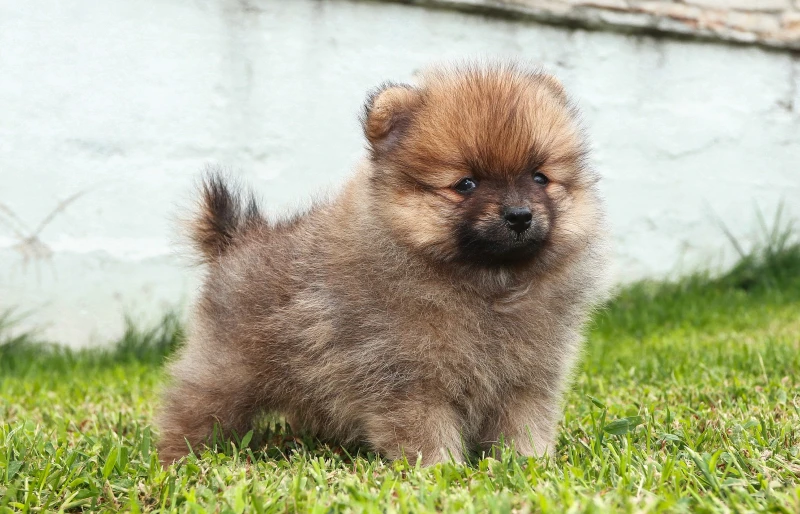 pomeranian puppy with sable coat outdoors