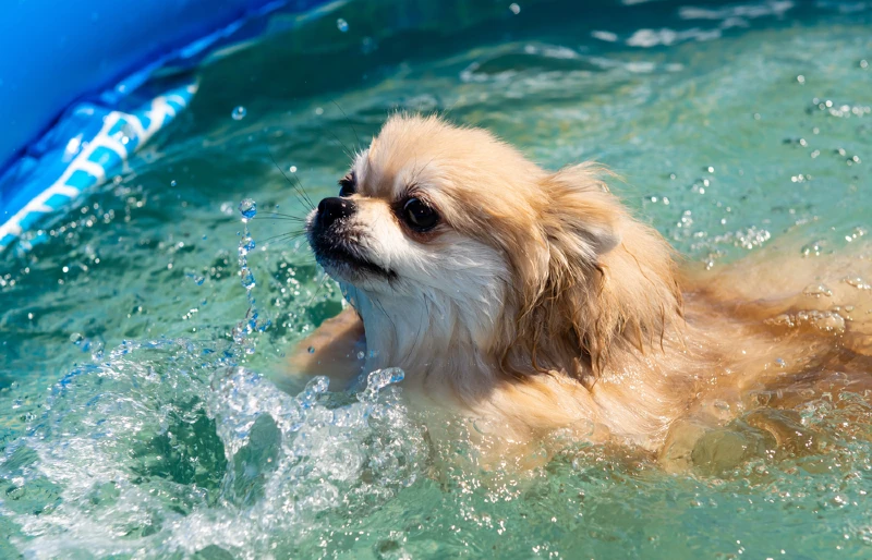 pomeranian spitz swimming in water