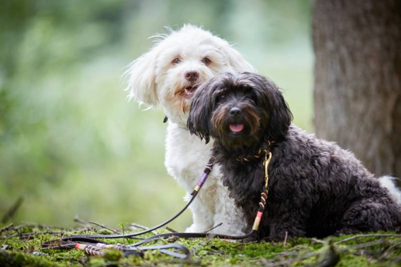 portrait of two cute havanese dogs with dog leash sitting in forest and looking to camera