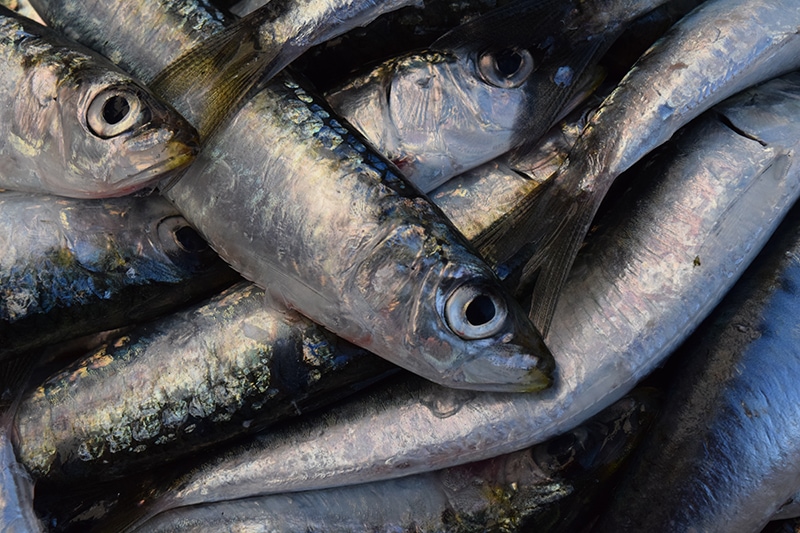 raw mackerels close up