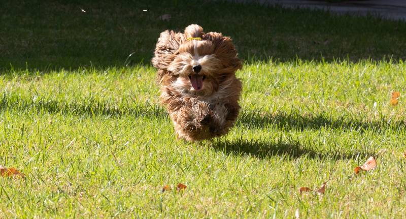 red havanese dog running towards the camera
