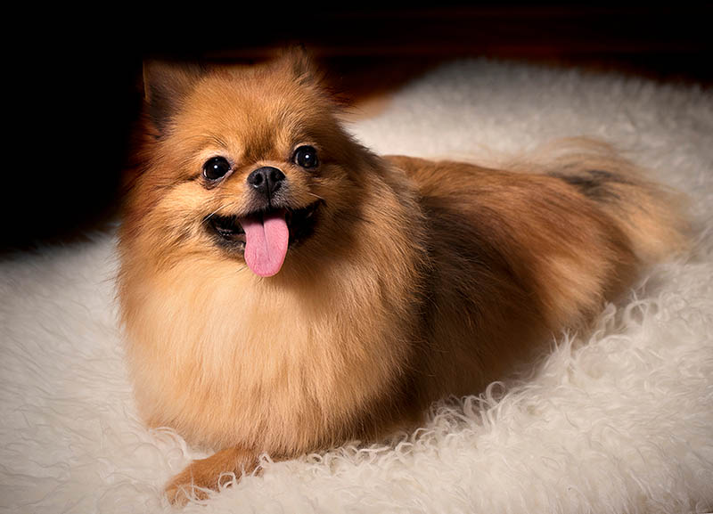 red pomeranian on a white coat