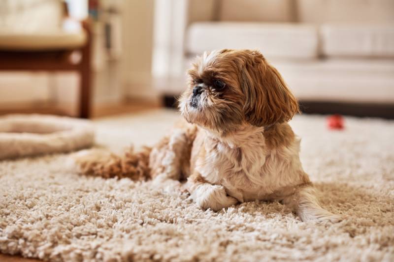 shih tzu dog lying down on carpet at home and looking away