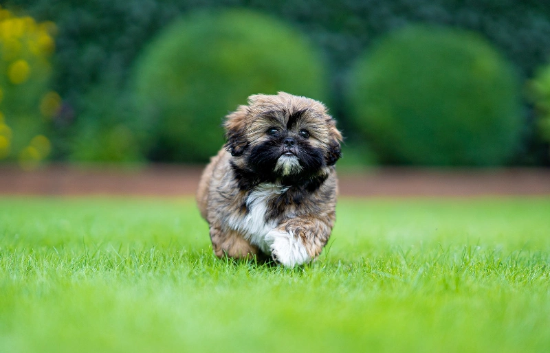 shih tzu puppy running on grass