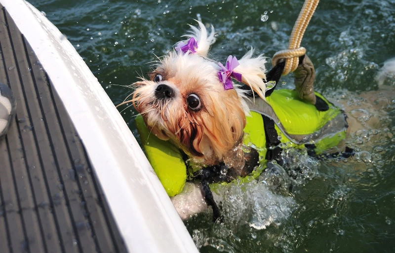 shih tzu puppy wearing a life jacket while learning how to swim in water