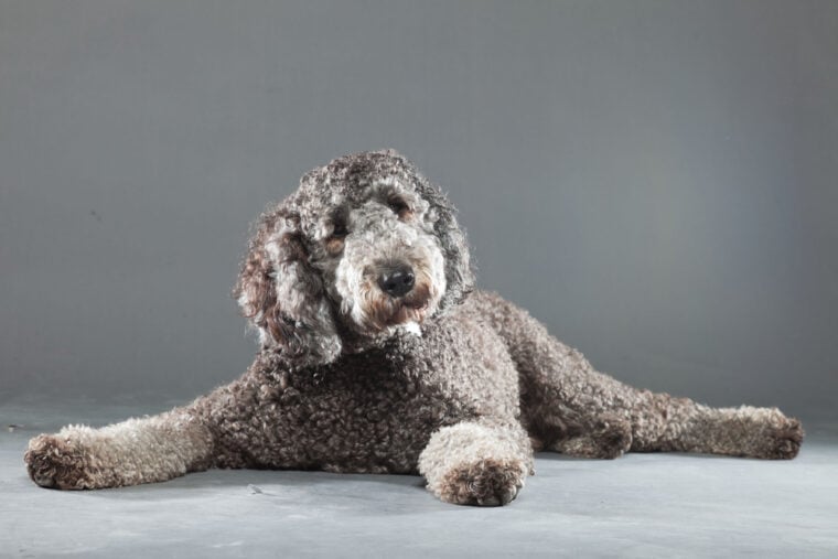 Gray labradoodle isolated on gray background