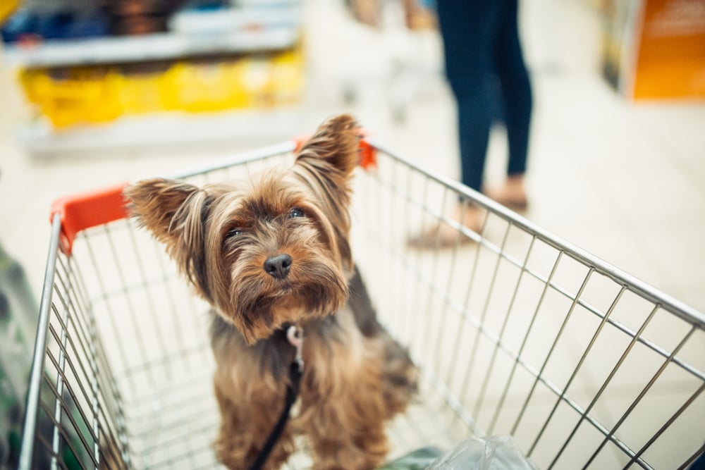 Lindo cachorrito sentado en un carrito de compras