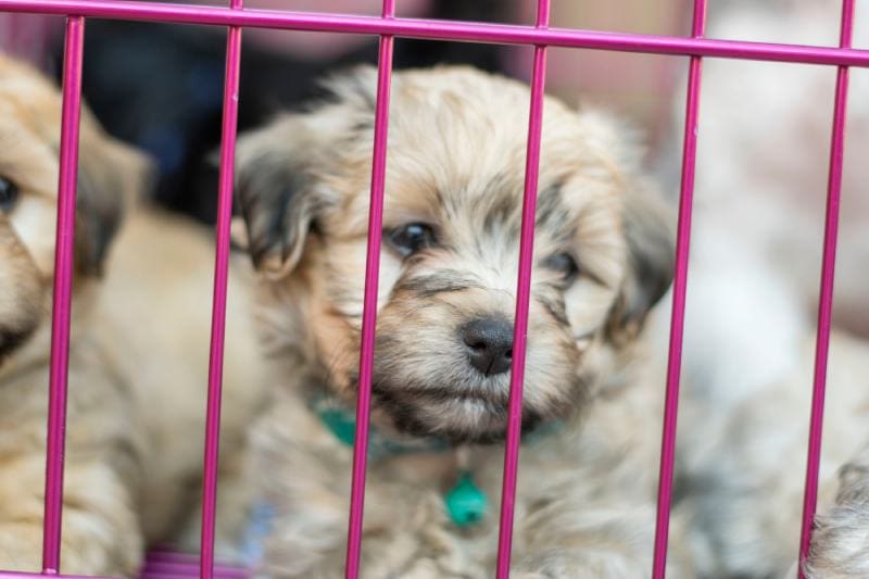 sitting havanese puppy dog inside the crate