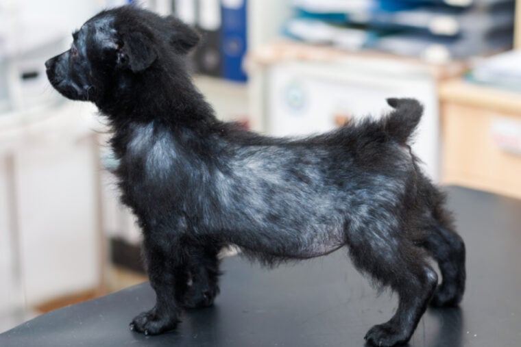small dog with generalized demodectic mange