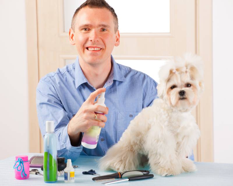 smiling man grooming a dog purebreed maltese dog