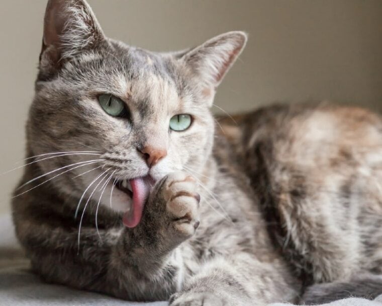 tabby cat licking her paw