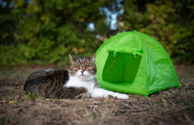 tabby white british shorthair cat with a cat tent outdoors