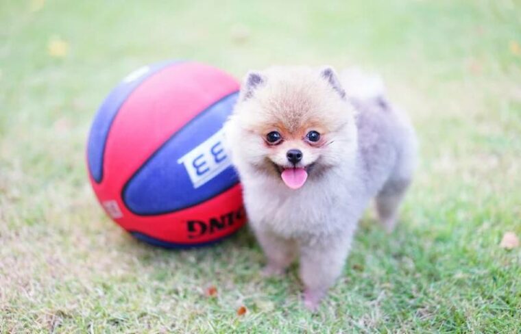 teacup pomeranian puppy with a basketball on grass