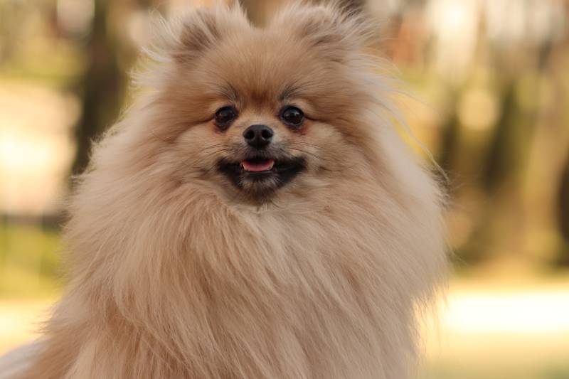 Teddy Bear Pomeranian PhotoArtMiA Shutterstock 