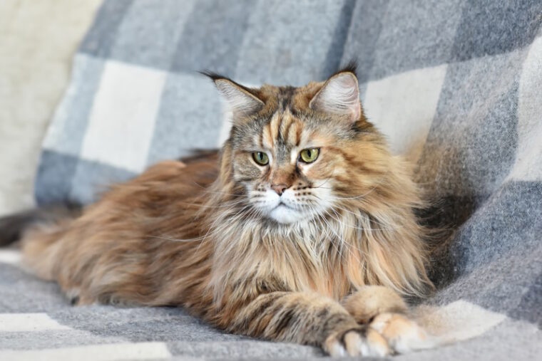 tortie maine coon lying on sofa