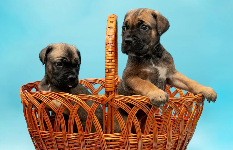 two cane corso puppies in a basket