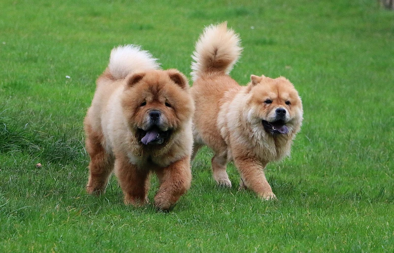 two chow chow dogs running on grass
