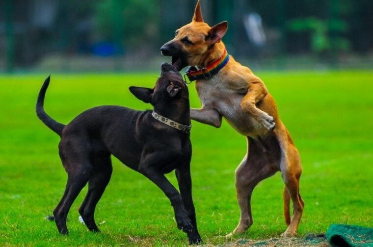 two dogs fighting outside