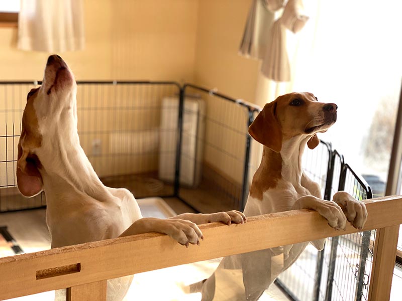 two dogs standing up in a cage