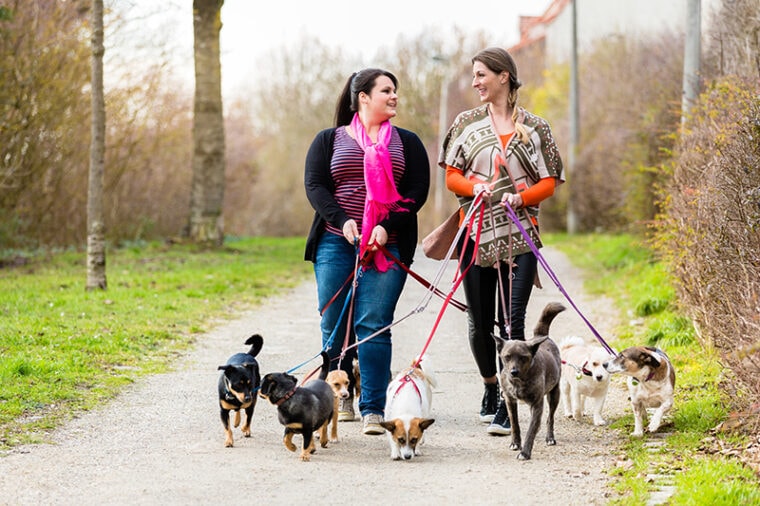 two female dogsitters walking the dogs