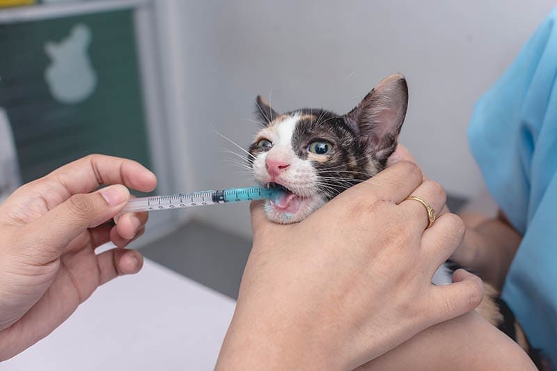 veterinario dando desparasitante líquido a un gato