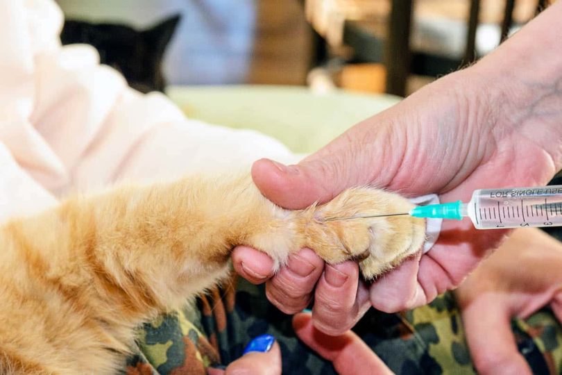vet makes an injection to a cat