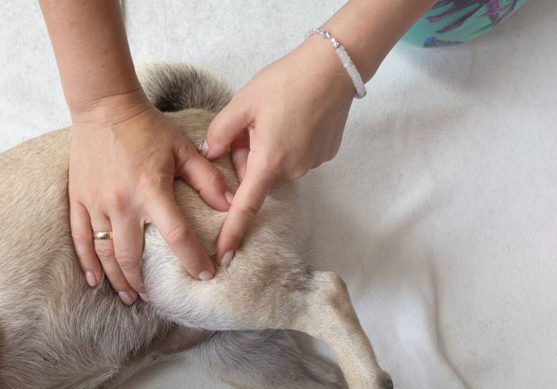 vet massaging the leg of a dog
