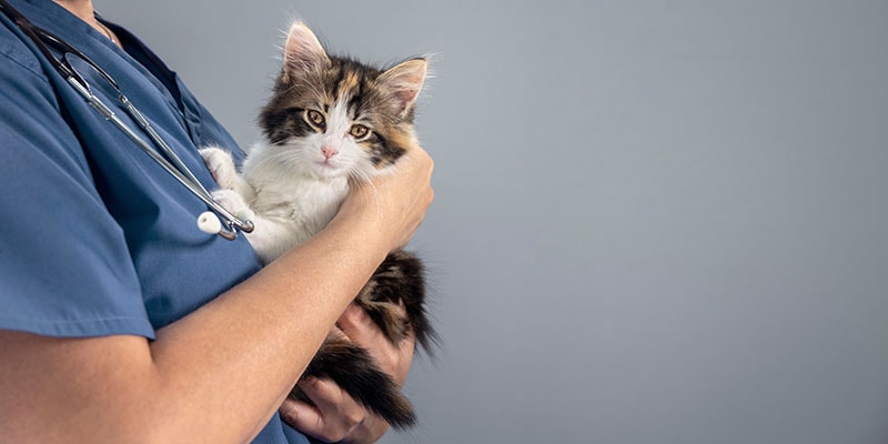 veterinarian doctor holds a tortoiseshell kitten