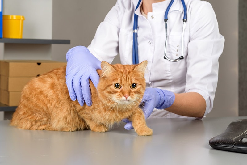 veterinario examina al gato