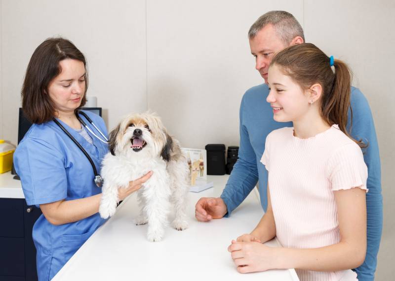 veterinarian listening to father and daughter concerned about health of their havanese dog