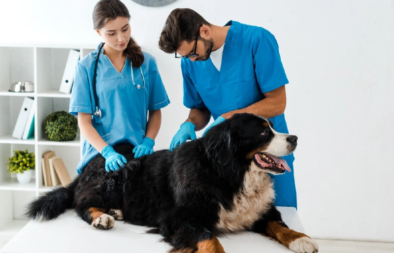 veterinarians examining bernese mountain dog on a table