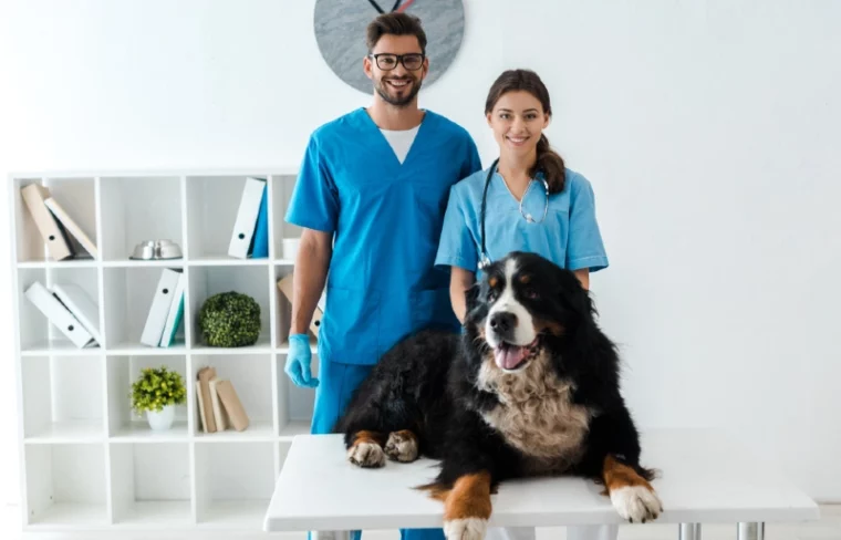 veterinarians standing behind a bernese mountain dog on a table