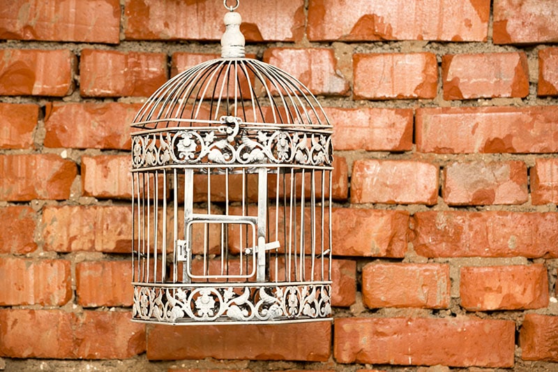 vintage bird cage hanging on brick wall