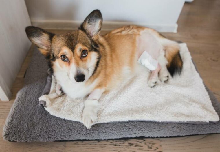 perro pembroke corgi galés después de una cirugía de rodilla