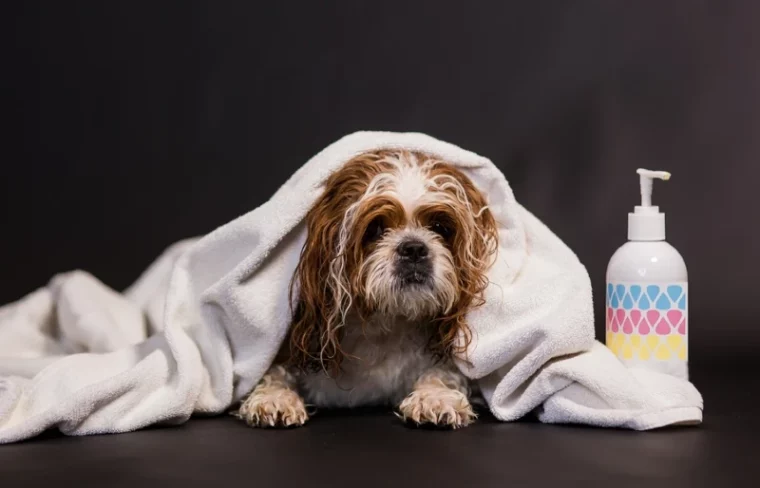 perro mojado Shih Tzu debajo de la toalla de baño