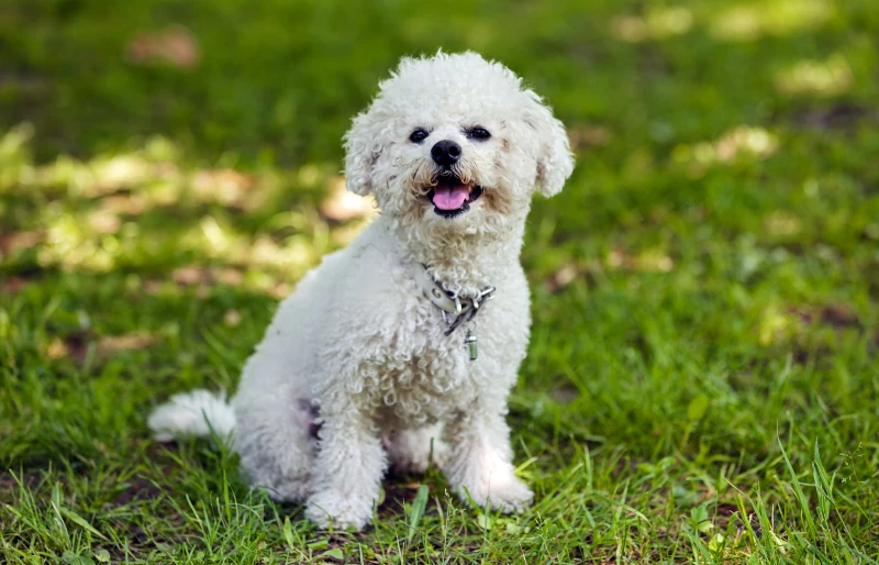 white bichon frise dog sitting on the grass