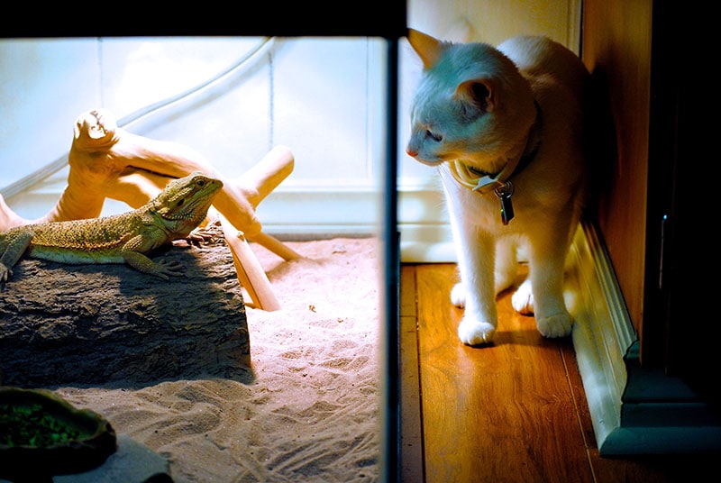 white cat looking at a bearded dragon inside a cage