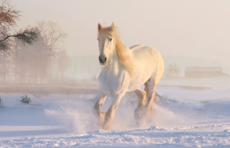 white horse running in snow outdoors