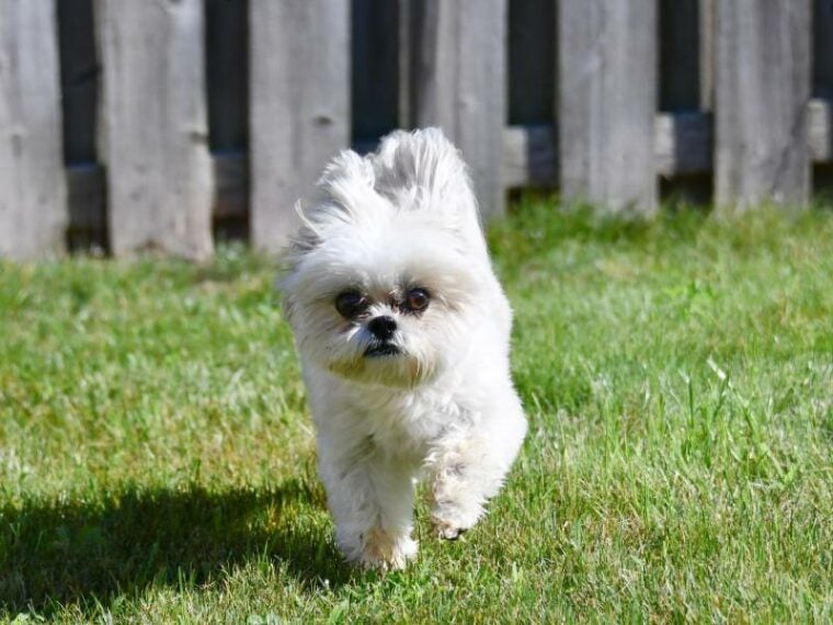 white shih tzu dog playing and running outside in the green grass
