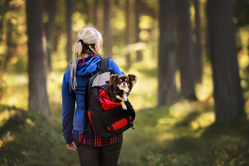 woman carrying small dog in backpack on a hiking trip