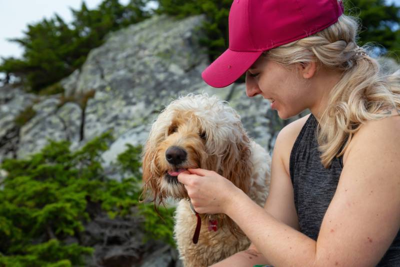 woman giving treat to her goldendoodle dog in the nature