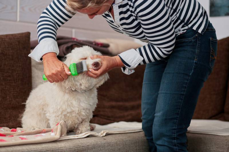 woman grooming a havanese dog in the living room