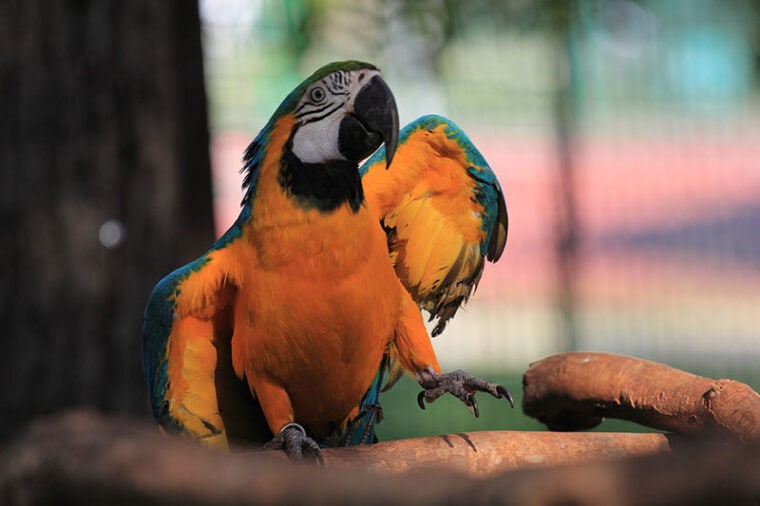 yellow dancing parrot with blue wings